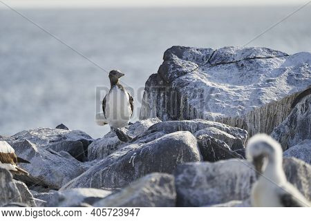 The Blue-footed Booby, Sula Nebouxii, Is A Marine Bird On The Galapagos Islands, Ecuador, South Amer