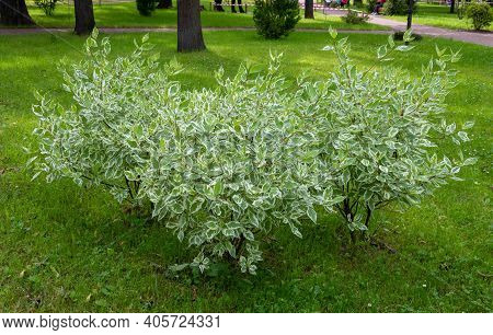 Ornamental Shrub Of The White Derena Elegantissima Or Cornus Alba. Soft And Selective Focus. Delicat