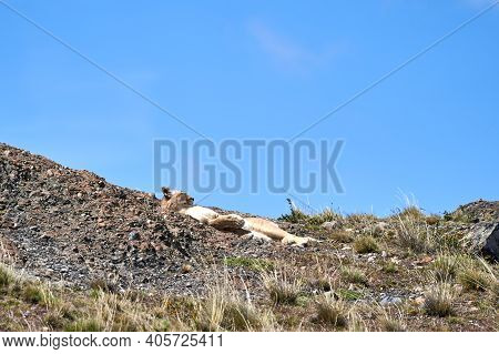 Puma Concolor, Cougar Or Mountain Lion Is A Large Wild Cat Of The Subfamily Felinae. Lying On A Ridg