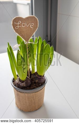 Hyacinth Flower Sprouts And Handmade Canvas Heart With Love Message And Bow In A Pot. 
Saint Valenti
