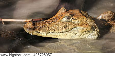 American Caiman Or Crocodile Caiman Or Spectacled Caiman Close-up In The Water. The Head Of A Crocod
