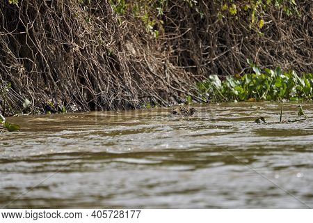 Jaguar, Panthera Onca, Is A Large Felid Species And The Only Extant Member Of The Genus Panthera Nat