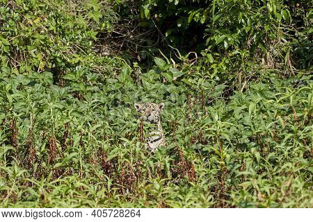 Jaguar, Panthera Onca, Is A Large Felid Species And The Only Extant Member Of The Genus Panthera Nat