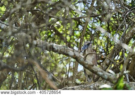 Exotic Birds Of The Pantanal. The Boat Billed Heron, Cochlearius Cochlearius, Family Of Cochlearidae
