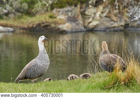 Chloephaga Picta, Upland Goose Or Magellan Goose Is A Sheldgoose Subfamily Of The Anatidae. Family W