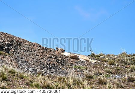 Puma Concolor, Cougar Or Mountain Lion Is A Large Wild Cat Of The Subfamily Felinae. Lying On A Ridg