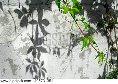Virginia Creeper Vine Growing On A White Wall In The Summer Parthenocissus Quinquefolia, Known As Vi