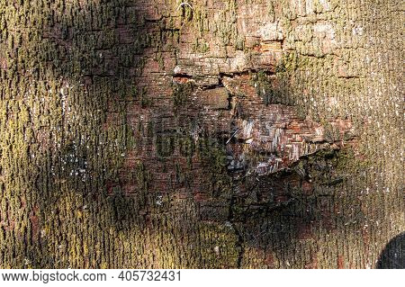 A Close Up View Of Green Moss That Has Coved The Side Of A Wooden Door And Started To Peel Away The 