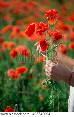 Cmall Bouquet Of Red Poppies In Hands Of A Man. Several Stems Of Poppy Plants In Palms. Large Field 