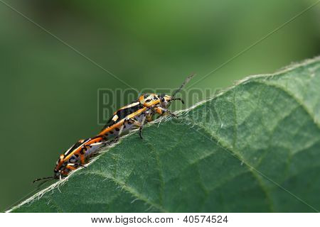 Stinkbug