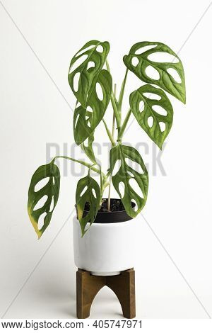 A Formal Studio Shot Of The Monstera Adansonii Plant On A White Mid-century Modern Design Pot With W