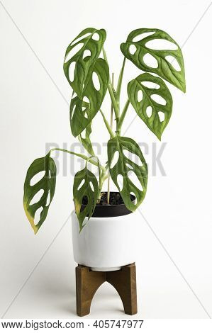 A Formal Studio Shot Of The Monstera Adansonii Plant On A White Mid-century Modern Design Pot With W