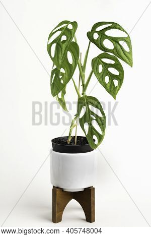 A Formal Studio Shot Of The Monstera Adansonii Plant On A White Mid-century Modern Design Pot With W