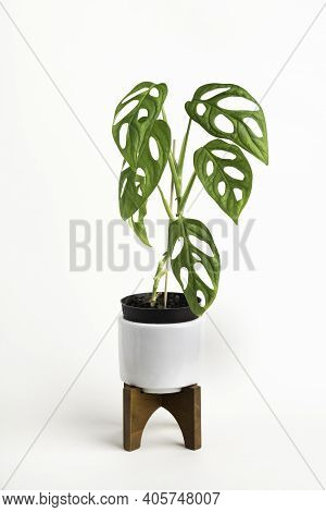 A Formal Studio Shot Of The Monstera Adansonii Plant On A White Mid-century Modern Design Pot With W
