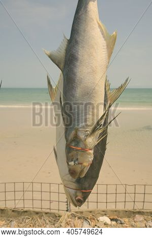 Close Up Of Freshly Caught Fishes Tied Up And Hanged To Dry For Preservation Near The Coast Of The B