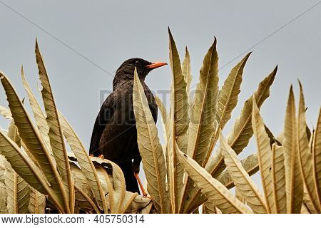 Mirlo Looking For Food On A Thatched Roof.
