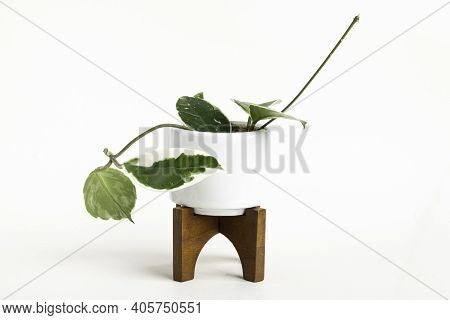 A Formal Studio Shot Of The Hoya Canosa Plant On A White Mid-century Modern Design Pot With Wood Sta