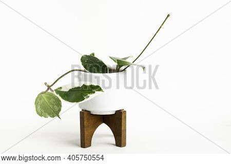 A Formal Studio Shot Of The Hoya Canosa Plant On A White Mid-century Modern Design Pot With Wood Sta