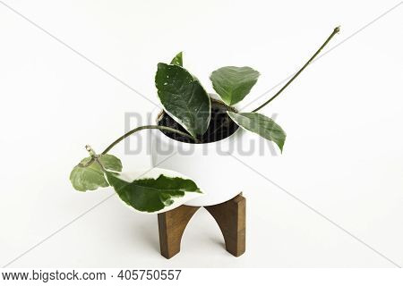 A Formal Studio Shot Of The Hoya Canosa Plant On A White Mid-century Modern Design Pot With Wood Sta