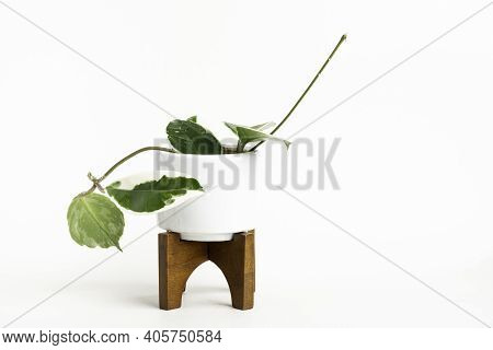 A Formal Studio Shot Of The Hoya Canosa Plant On A White Mid-century Modern Design Pot With Wood Sta