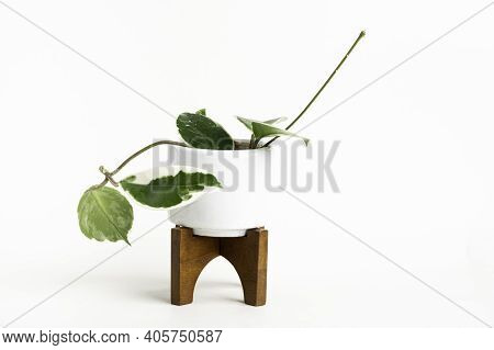 A Formal Studio Shot Of The Hoya Canosa Plant On A White Mid-century Modern Design Pot With Wood Sta