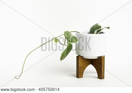 A Formal Studio Shot Of The Hoya Canosa Plant On A White Mid-century Modern Design Pot With Wood Sta