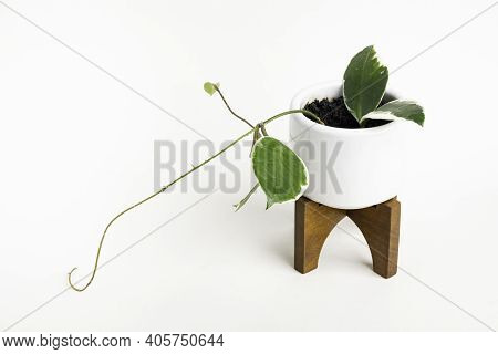 A Formal Studio Shot Of The Hoya Canosa Plant On A White Mid-century Modern Design Pot With Wood Sta