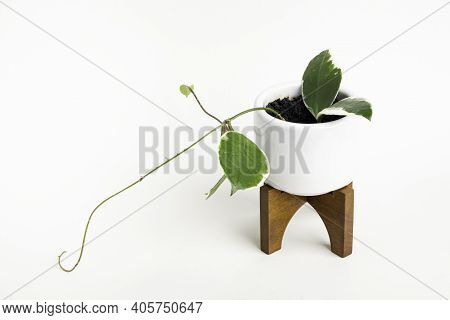 A Formal Studio Shot Of The Hoya Canosa Plant On A White Mid-century Modern Design Pot With Wood Sta