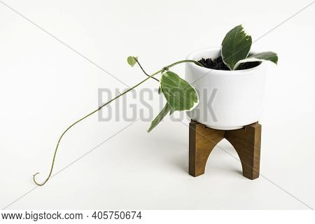 A Formal Studio Shot Of The Hoya Canosa Plant On A White Mid-century Modern Design Pot With Wood Sta