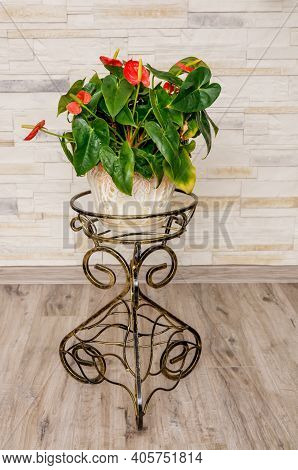 Anthurium, Kitnia, Anthurium Schott, Red Flower, Photographed At Close Range Against A Light Backgro