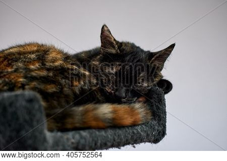 A Cute Tortoiseshell Cat Sleeping On The Cat Tree House
