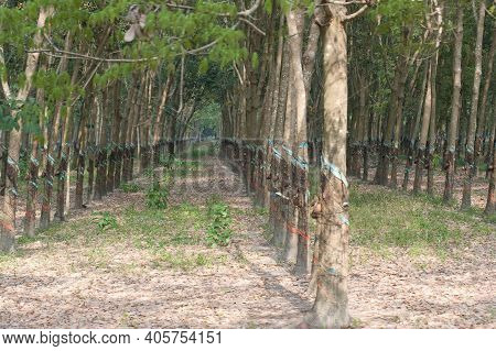 A Rubber Tree Or Caoutchouc Tree Plantation