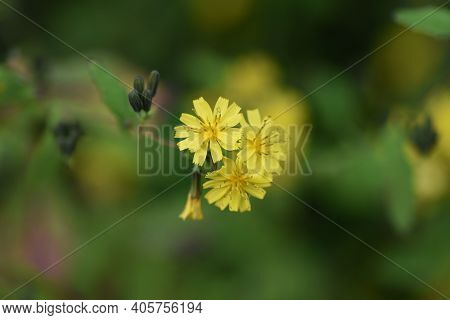 Youngia Denticulata Flowers In Autumn / Asteraceae Grass