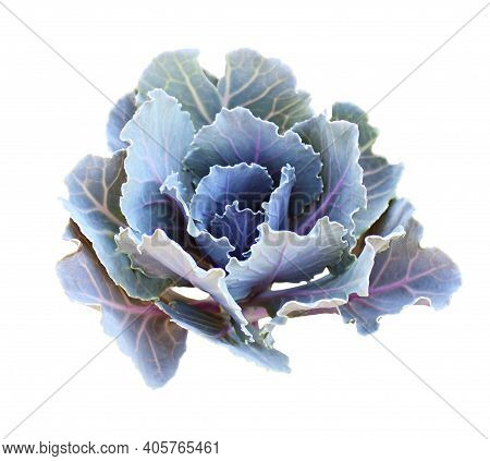 Blue Ornamental Kale Isolated On White. Decorative Cabbage. Brassica Oleracea Var. Acephala.