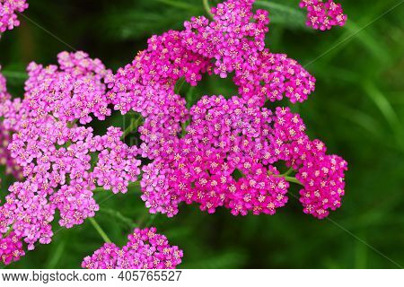 Closeup Of Pink Yarrow Flowers On Soft Green Greass Background