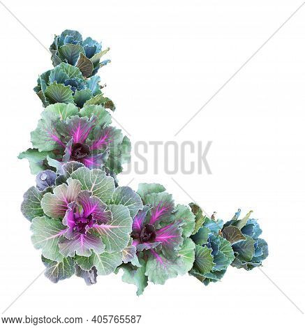 Ornamental Kales In A Corner Arrangement Isolated On White. Decorative Cabbage. Brassica Oleracea Va