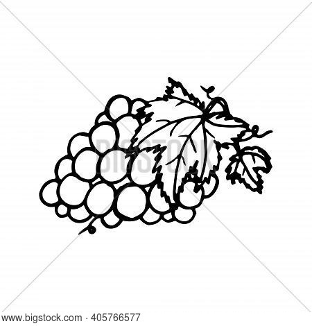 Grape Branch Hand Drawing Engraving Vintage Isolated On White Background