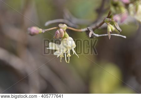 Winter Flowering Honeysuckle Flowers - Latin Name - Lonicera Fragrantissima