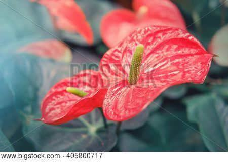 Anthurium Is A Genus Of About 1000 Species Of Flowering Plants, The Largest Genus Of The Arum Family