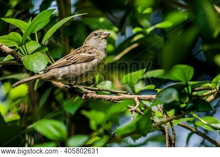 Bird The House Sparrow Female On The Twig Of Tree During Morning.