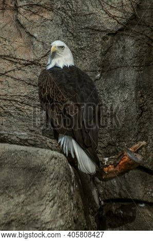 Bald Eagle (haliaeetus Ieucocephalus) Bird Perched On The Side Of A Stone Rock Cliff