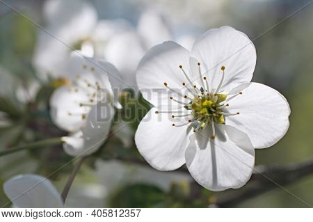 Super Macro View Of  Lonely  White Cherry Tree Flower  On Blurred Multicolored Floral Background. Us