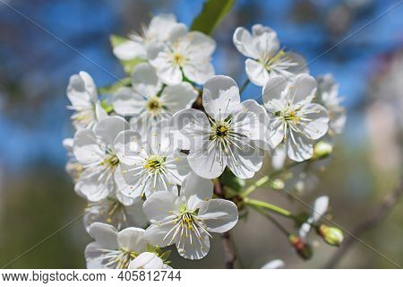 The Beautiful Tender Sprig Of Cherry Tree Flowers  On Blurred Blue Floral Background. Using As Sprin