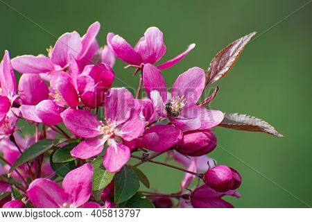 The Amazing  Flowering Branch Of Wild Pink Cherry On Blurred Green  Floral Background. Little Bee Co