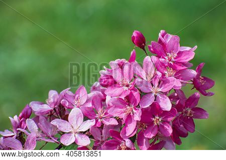 The Amazing  Sprig Of Bright Pink Wild Cherry Tree Flowers On Blurred Green Floral Background Closeu