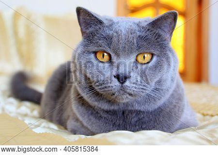 A Beautiful Gray Plush Scottish Straight Cat With Yellow Eyes. Trendy Cat. Bright And Unrivaled Gray