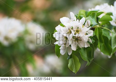 The Beautiful Tender  Blossoming Pear Branch On Blurred Multicolored Floral Background. Little Insec