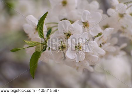The Beautiful Tender  Blooming Cherry Branch With Green Leaves On Blurred Multicolored Floral Backgr