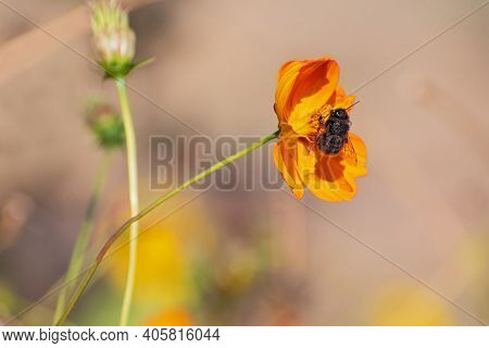 Beautiful  Bumblebee Is On The Orange Big Flower On Blurred Multicolored Floral Background
