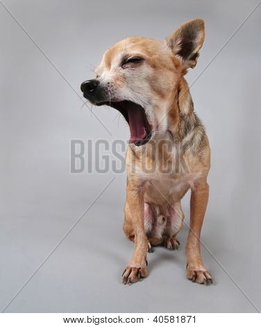 een schattig chihuahua op een grijze achtergrond
